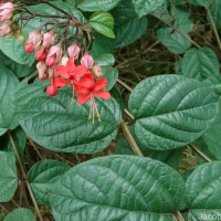 Clerodendrum × speciosum W.Bull